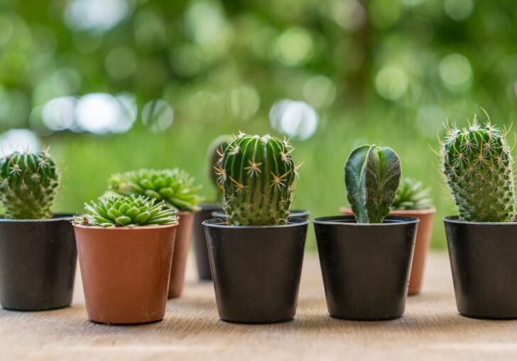 永康風(fēng)水先生分享辦公室5種綠植風(fēng)水